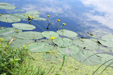 Small river in the summer, blooming water yellow lily - Núphar lútea family Nymphaeaceae