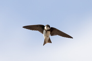 Collared Sand Martin