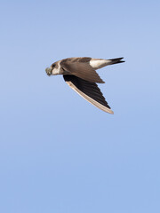 Collared Sand Martin