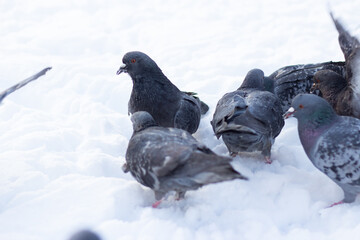 Many pigeons in the snow in winter