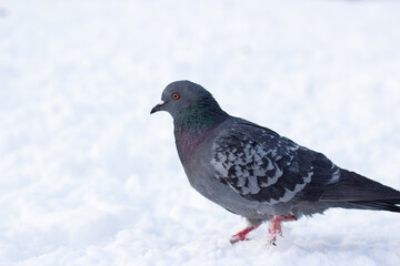 Dove in winter in the snow