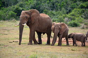 Obraz premium elephants lined up biggest to smallest