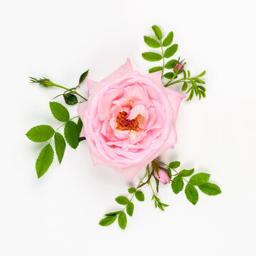 Beautiful pink roses flowers with green leaves on white background