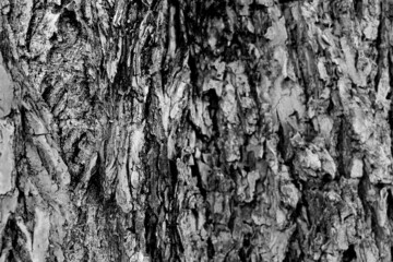 Black and white tree bark texture