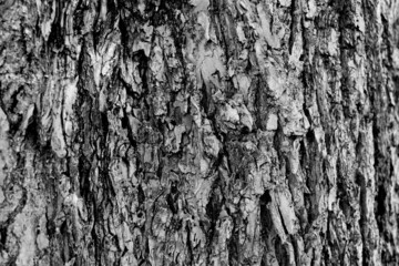 Black and white tree bark texture