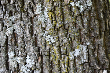 Rough natural texture for background - tree bark. Detailed texture effect