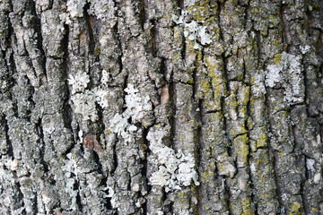 Rough natural texture for background - tree bark. Detailed texture effect