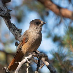 Siberian jay