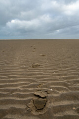 Tracks in the sand beach in the netherlands in the evening sun
