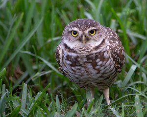 Burrowing owls with brown feathers, bold white spots, and bright yellow eyes is staring out from thick green grass.