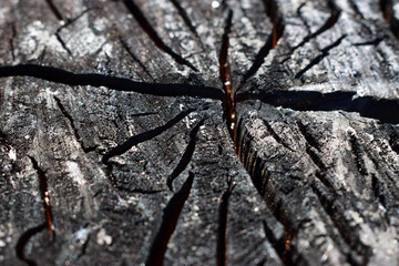 Black and white charred wood in a cut. Wood scorched by fire