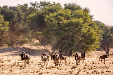 Small group of Blue wildebeest walking front view in Kgalagadi transfrontier park, South Africa ; Specie Connochaetes taurinus family of Bovidae