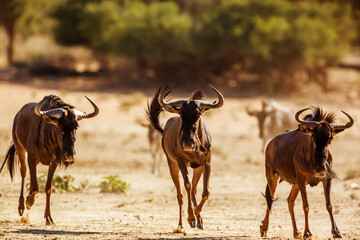 Three Blue wildebeest running front view in Kgalagadi transfrontier park, South Africa ; Specie Connochaetes taurinus family of Bovidae
