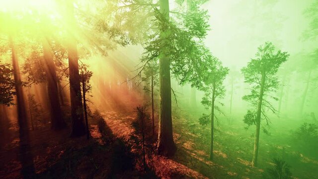 morning fog in the giant sequoias forest