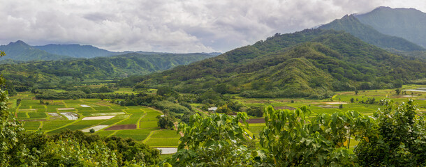 Scenic view of taro fields in the beautiful Hanalei Valley, Kauai Island, Hawaii