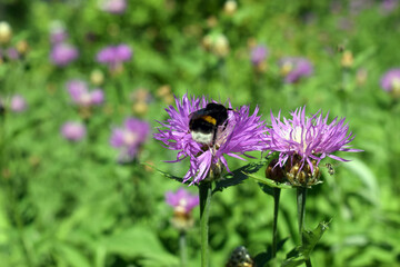 Busy bumblebee at work with flower. Centaurea Scabiosa L or greater knapweed of the genus Centaurea