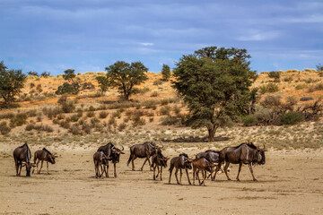 Small group of Blue wildebeest walking in dry land in Kgalagadi transfrontier park, South Africa ; Specie Connochaetes taurinus family of Bovidae