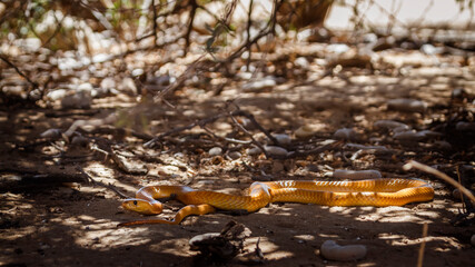 Obraz na płótnie Canvas Cape cobra moving on sandy ground in Kgalagadi transfrontier park, South Africa; specie Naja nivea family of Elapidae