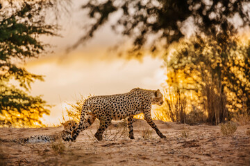 Cheetah walking at sunset in Kgalagadi transfrontier park, South Africa ; Specie Acinonyx jubatus family of Felidae