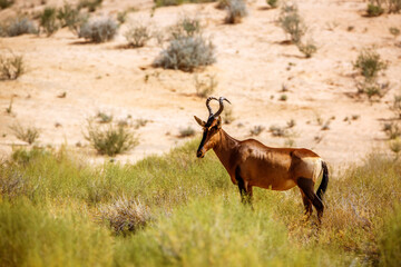 Hartebeest standing in middle of grass in Kgalagadi transfrontier park, South Africa; specie Alcelaphus buselaphus family of Bovidae