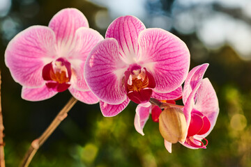 Close view of Pink Orchids, Phalaenopsis
