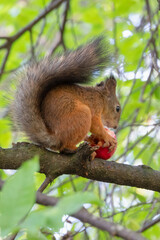 Naklejka na ściany i meble European red squirrel