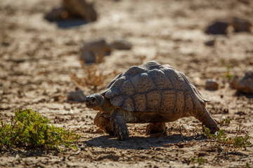 Leopard tortoise wlaking in dry land in Kgalagadi transfrontier park, South Africa ; Specie Stigmochelys pardalis family of Testudinidae