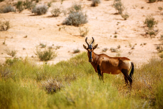 Hartebeest standing in middle of grass in Kgalagadi transfrontier park, South Africa; specie Alcelaphus buselaphus family of Bovidae