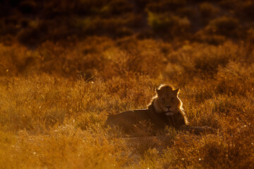 African lion in Kgalagadi transfrontier park, South Africa; Specie panthera leo family of felidae