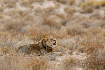 African lion with tracking collar roaring in morning in Kgalagadi transfrontier park, South Africa; Specie panthera leo family of felidae