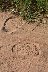 elephant footprint in the sand