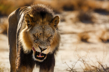 African lion portrait in front view at dusk Ã§in Kgalagadi transfrontier park, South Africa; Specie panthera leo family of felidae