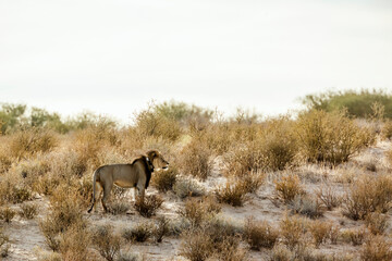 African lion black mane male with radio collar in Kgalagadi transfrontier park, South Africa; Specie panthera leo family of felidae