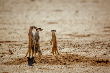 Meerkat famlily at den in desert area in Kgalagadi transfrontier park, South Africa; specie...