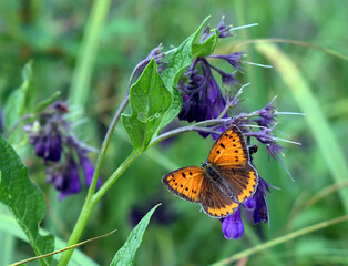 Meadow in spring - butterfly on violet flowers in green grass