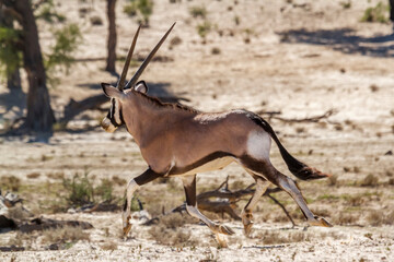 South African Oryx running in dry land in Kgalagadi transfrontier park, South Africa; specie Oryx gazella family of Bovidae
