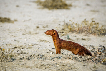 Slender mongoose out of den in dry land in Kgalagadi transfrontier park, South Africa; specie Galerella sanguinea family of Herpestidae