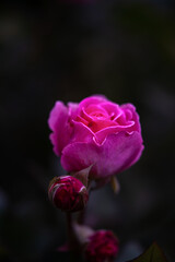 dark abstract blurred background with delicate pink rose. High quality photo
