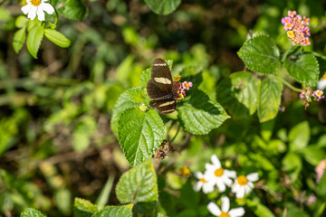 Registro da fauna e flora da Mata Atlântica, vegetação nativa da praia de Grumari, no Recreio,...