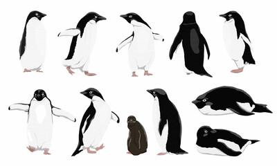 Fototapeta premium Adélie penguins set. Males, females and chicks of Adélie penguins. Birds of the South Pole. Realistic animals