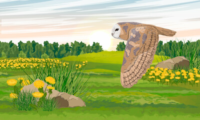 A barn owl flies over a field with grass and dandelions. Wild birds. Realistic vector landscape