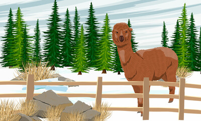 Fototapeta premium Alpaca Lama pacos on the farm behind the fence in winter. Fir trees, snowdrifts and winter Vector landscape