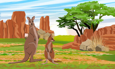 A mother and her cub of Australian big red kangaroo in the meadow near the red rocks. Endemic species of Australia. Realistic vector landscape