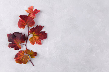 Fall red grape leaf on the left of light grey stone background. Copy space for your text, disign...