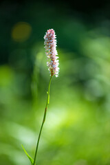 Close up of flowering wild grass - selective focus, space for text