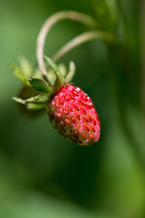 Close-up of a ripe wild strawberry - selective focus, text space