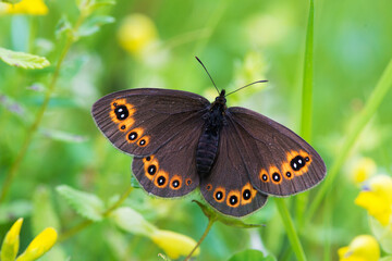 Obraz premium The Scotch argus ( Erebia aethiops ) found in meadows in Europe - selective focus, space fot text