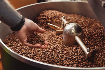 Man check roasted coffee beans on cooling plate of industrial roaster