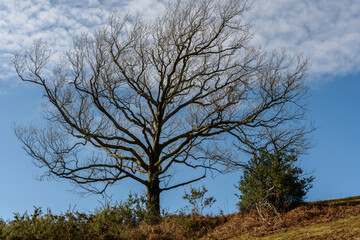 tree, alone, isolated, solitary, without leaves, with moss and lichens on its trunk, almost without branches, half dead, in the field at the top of a hill, on a sunny winter day ..