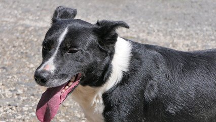 Border Collie Sheepdog with a long tongue on sunny day